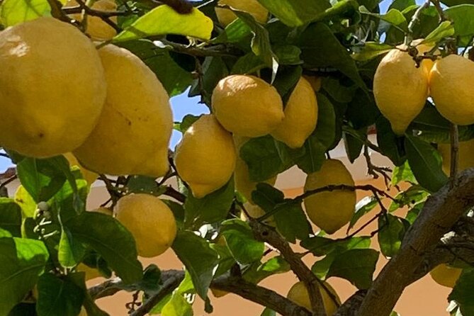 3 Hour Walking Tour of Sorrento with Local Food Tasting - Key highlights you’ll feel right away