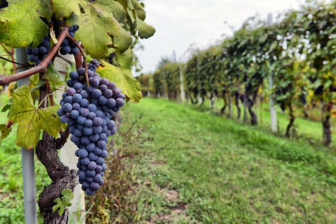 All Inclusive Pompeii, Vesuvius, wine tasting & light lunch - Who should book this Pompeii, Vesuvius, and wine tasting tour?
