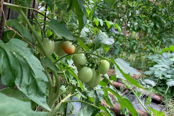 Cook and Eat in a Citrus Grove in Sorrento - Small Group Size (Max 6) and Why It Matters