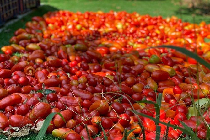 Cook and Eat in a Citrus Grove in Sorrento - Should You Book Cook and Eat in a Citrus Grove in Sorrento?