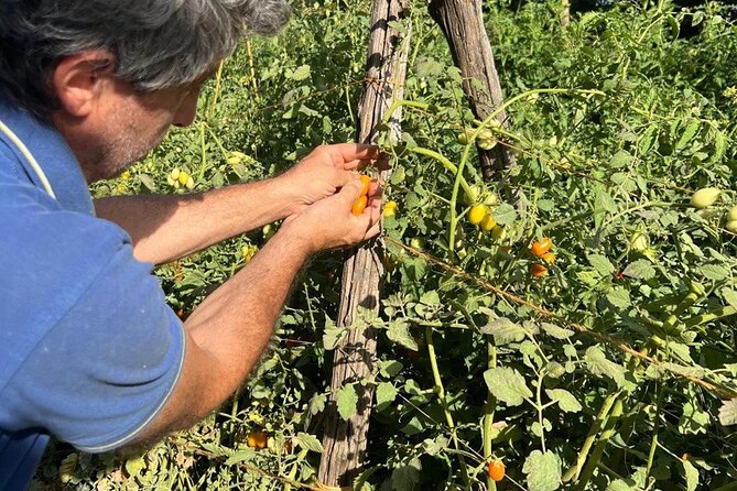 Cooking Class in a Typical Sorrento Garden - Where the Ingredients Begin: The Vegetable Garden Walk