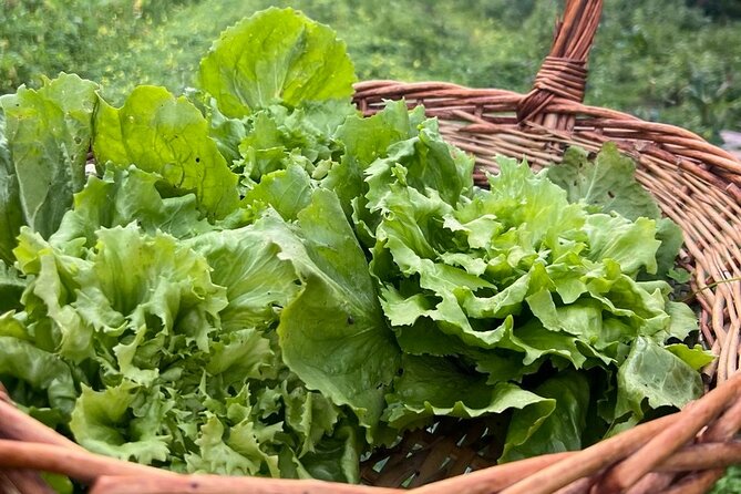 Cooking Class in a Typical Sorrento Garden - Price and Value for a 3-Hour Sorrento Experience