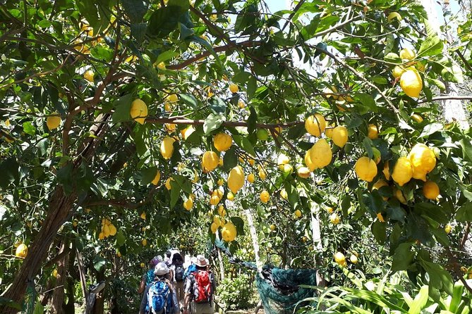 DISCOVER SORRENTO, food &Walking tour . Lemons-cheese&olive oil - Price and value: does $68.48 make sense for 2.5 hours?