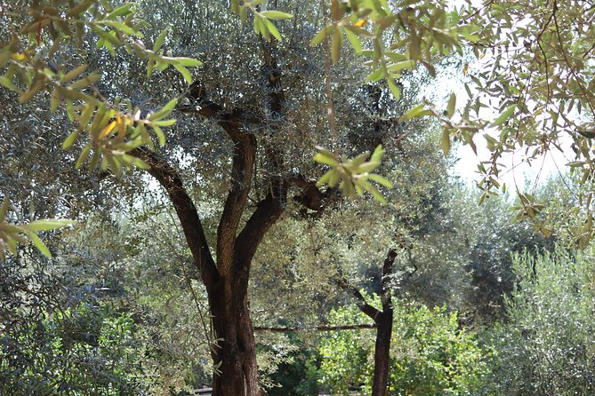 Discover Sorrento through lemons and olive trees - The farm story behind the flavors: presses, churches, and generations