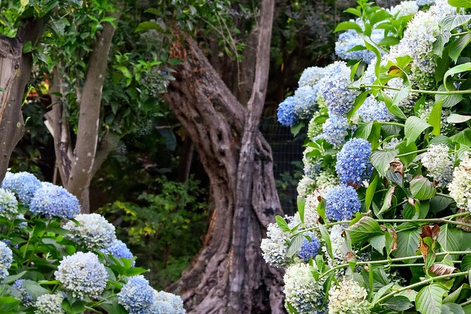 Discover Sorrento through lemons and olive trees - Price and value: what $60.08 covers in the real world