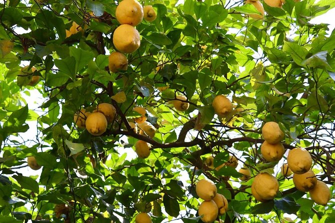 Discover Sorrento through lemons and olive trees - What you learn about harvests, seasons, and tree age