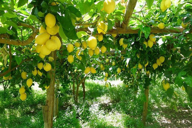 Discover Sorrento with food tasting and walking Tour - I Giardini di Cataldo: Artisanal Liqueurs, Marmalade, and Gelato