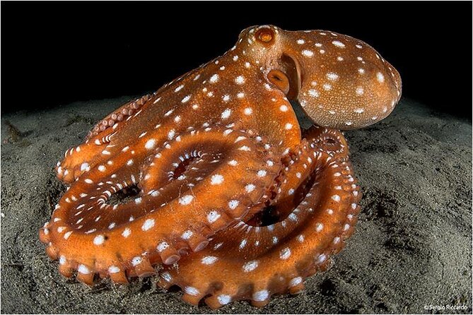 Double dive in the Punta Campanella Marine Protected Area - Two underwater sessions and the Capri surface interval