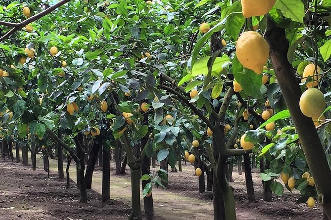 E-Bike Food and Wine Tour in the Sorrento Peninsula - What you’re tasting (and how to get the most from it)