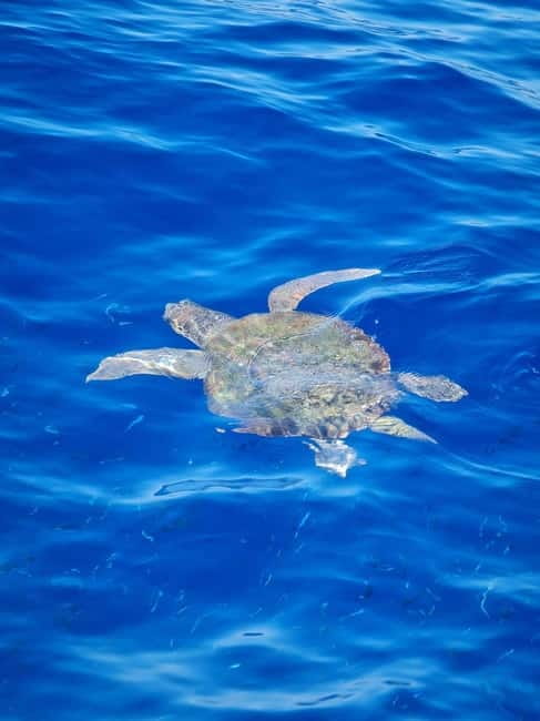 From Sorrento: Capri Boat Tour with Blue Grotto Visit - Snorkeling and Swimming: Why This Trip Feels More Active Than Most