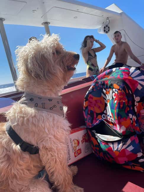 From Sorrento: Capri Boat Tour with Free Time on the Island - Price and Value: Is $77 for a Sorrento-to-Capri Boat Day Fair?