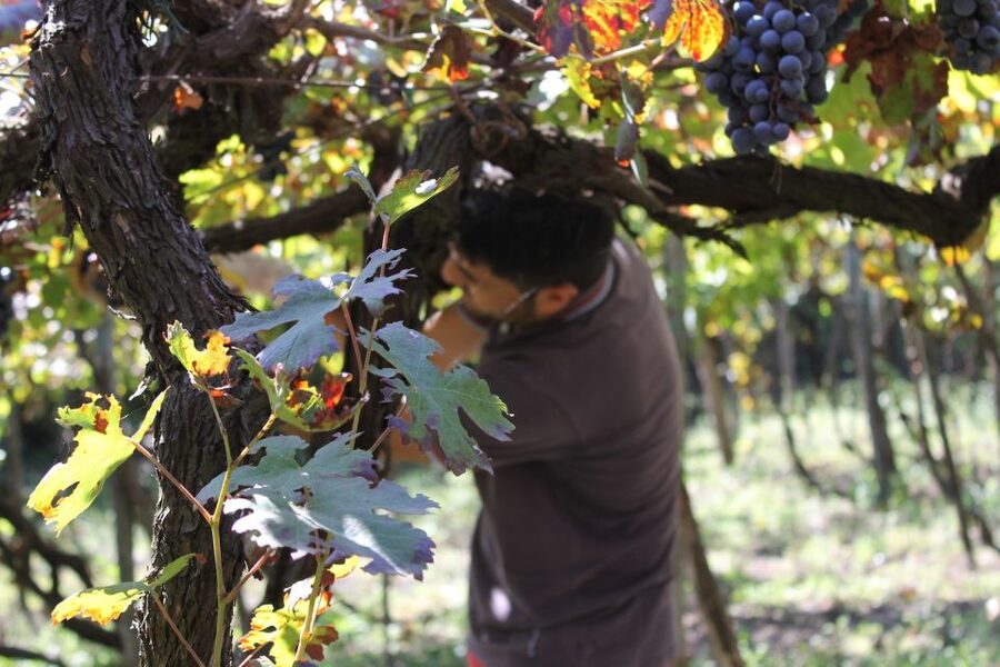 From Sorrento: Full-Day Pompeii & Wine Tasting Tour - Pompeii, minus the chaos: the value of a guided skip-the-line day