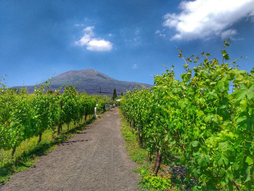 From Sorrento: Mount Vesuvius Tour with Lunch & Wine Tasting - Key Points at a Glance