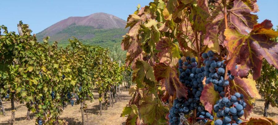 From Sorrento: Mount Vesuvius Tour with Lunch & Wine Tasting - Who should book this Vesuvius and winery combo