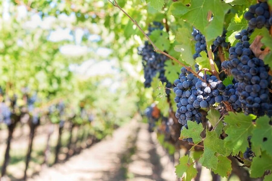 From Sorrento: Pompeii & Mt. Vesuvius Tour with Lunch & Wine - Price and value: what you get for $192.58