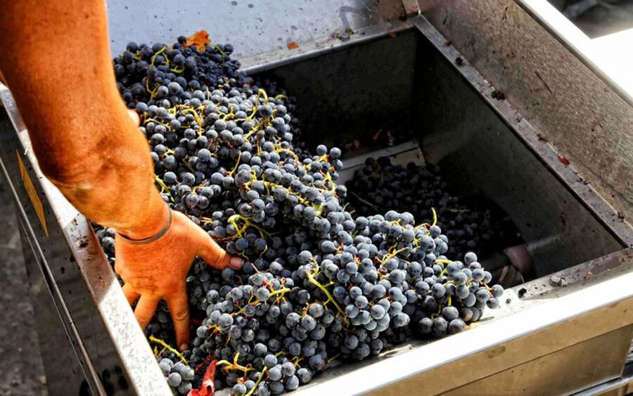 From Sorrento: Winery Tour, Tasting & Lunch - Four-course lunch built around Campania ingredients