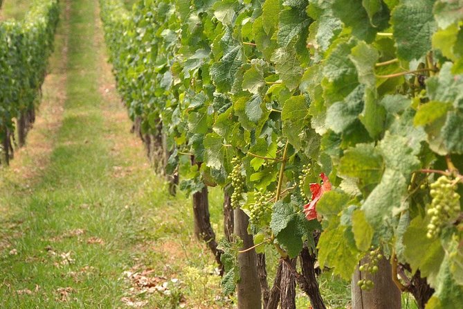 Full Day Small Group Pompeii Tour from Sorrento with Local Wine Tasting - Skip-the-line Pompeii access that actually changes your day