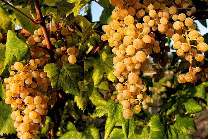 Full Day Small Group Pompeii Tour from Sorrento with Local Wine Tasting - What you actually get for the price (and where value shows up)