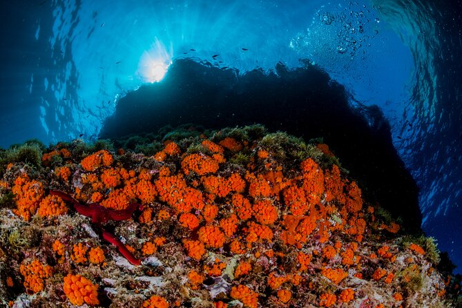 Guided diving for beginners without certification from Sorrento - Underwater Session #2: stepping down to 12 metres