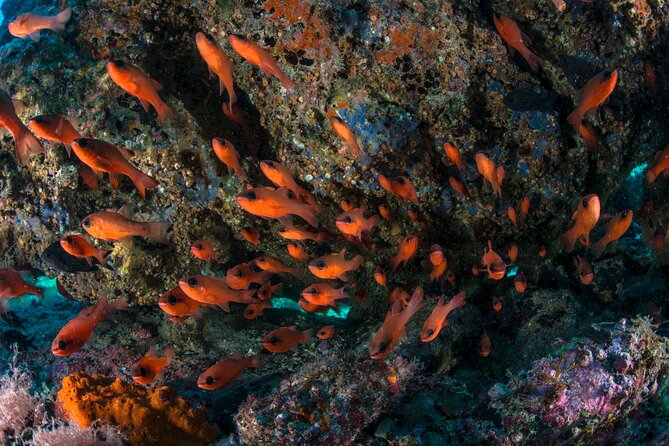 Guided diving for beginners without certification from Sorrento - Punta Campanella wildlife: what’s realistic to watch for