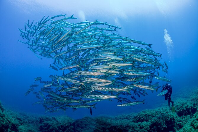 Guided diving for beginners without certification from Sorrento - What you’re really paying for: value at $296.46 per person