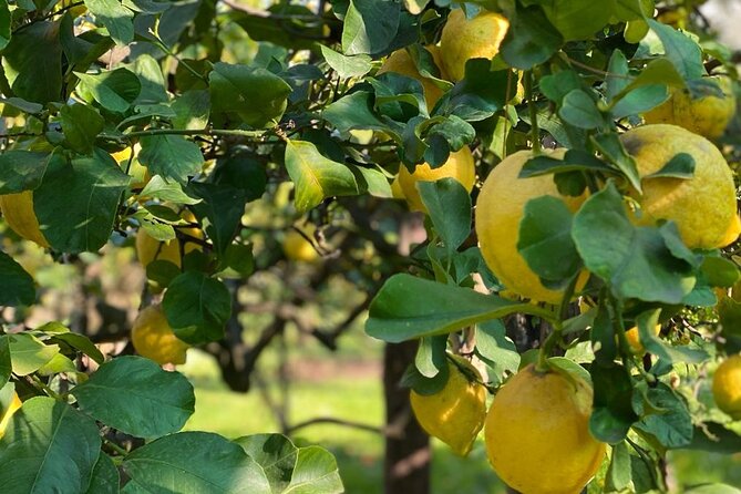 Guided tour of a historic lemon grove in Sorrento - Key Highlights