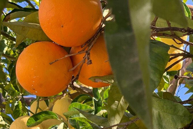 Guided tour of a historic lemon grove in Sorrento - The Tasting Portion: Snacks, Citrus Classics, and the Best Part of the Tour