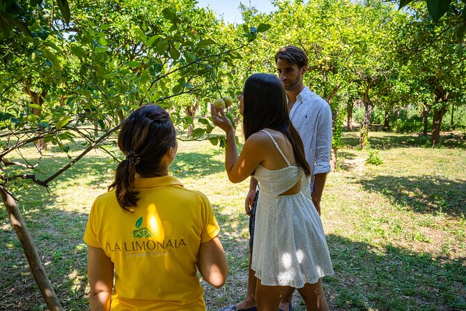 Guided tour of a historic lemon grove in Sorrento - Photos, Mosquitoes, and the Orchard Reality Check