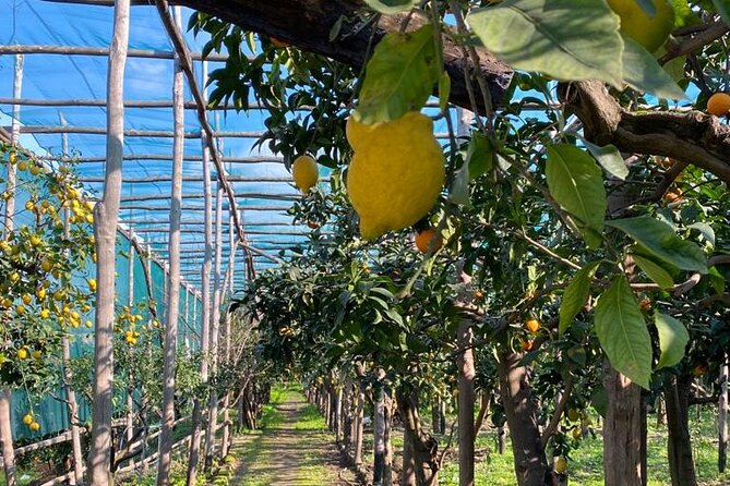 Guided tour of a historic lemon grove in Sorrento - Price in Context: Is $48.27 a Fair Deal?