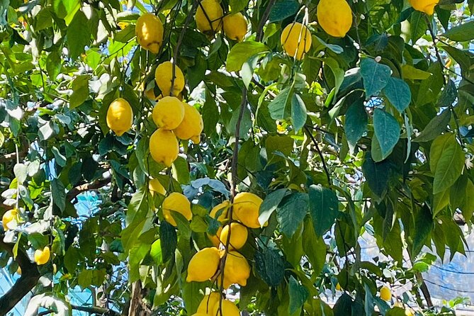 Guided tour of the history and tradition of the Sorrento lemon - Entering the Pizzo Garden: A Small Estate With Big Atmosphere