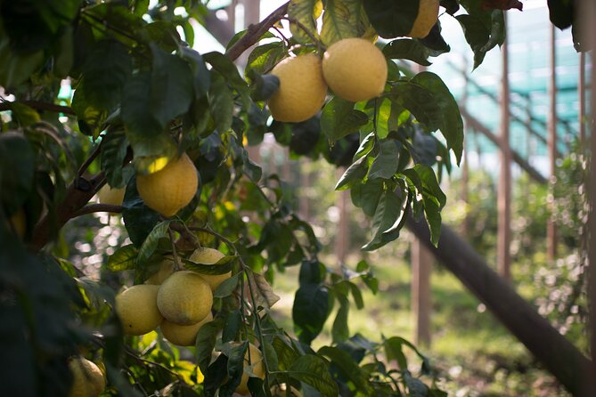 Guided tour of the history and tradition of the Sorrento lemon - Who Should Book This Lemon Tour (and Who Might Not)