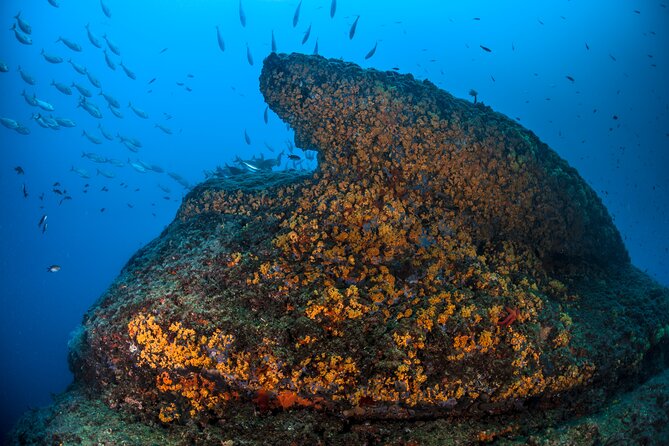 Immersion in Banco Santa Croce from Sorrento with Expert Guide - Two underwater sessions, and why the timing matters