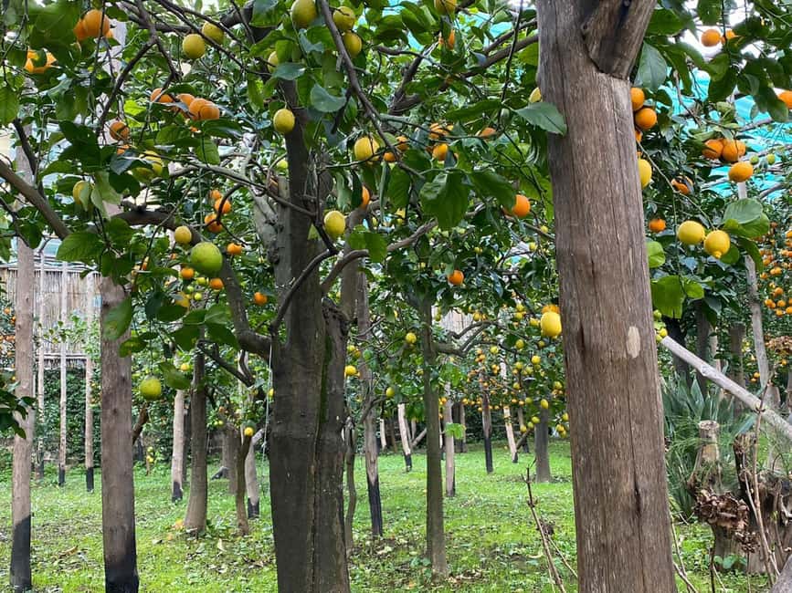 Lemon Tour with Lunch/Dinner - Key Highlights at a Glance