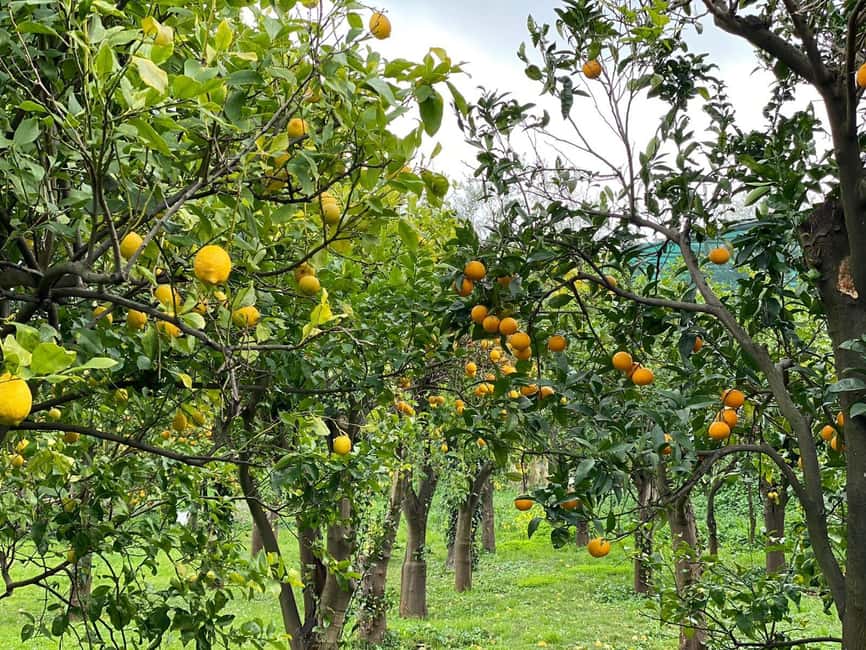 Lemon Tour with Lunch/Dinner - From Lemon Rows to Ravioli: The Real Point of This Tour