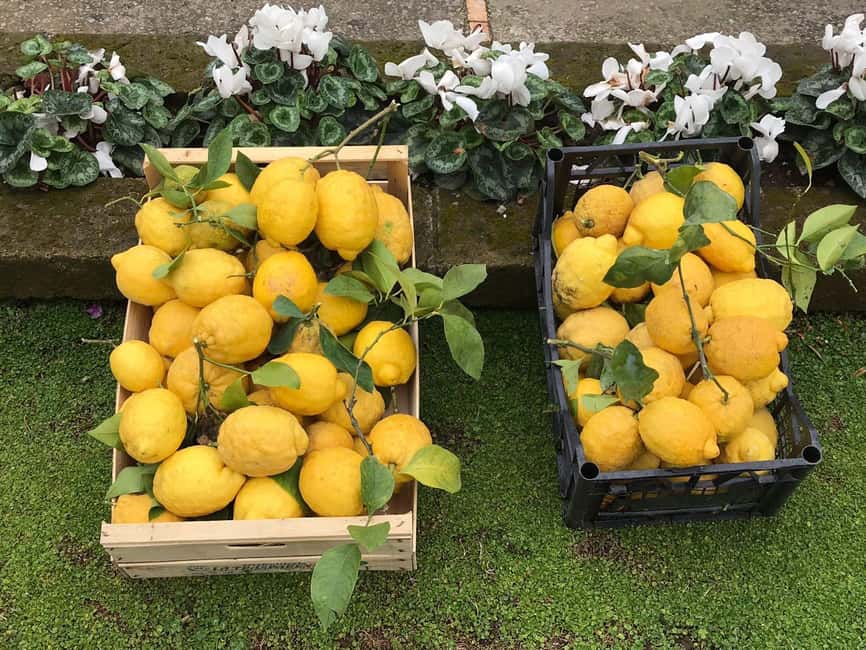 Lemon Tour with Lunch/Dinner - Meeting Point Reality Check: Tempio Travel Office and Confirming the Venue