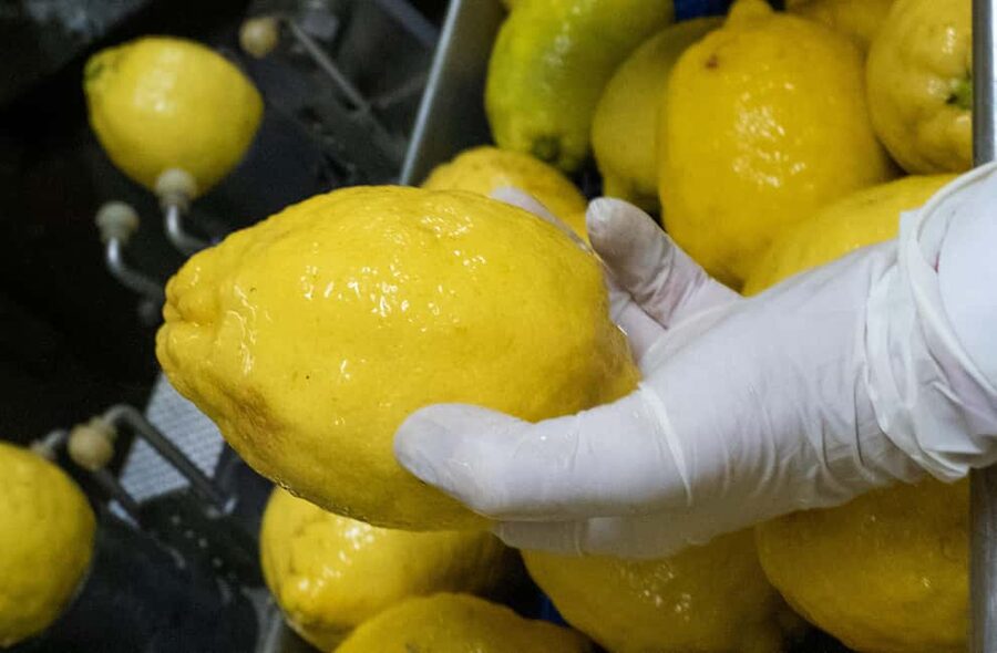 Nonno Mario Lemon Tour - Chef Carmine and the daily lemon dessert with limoncello