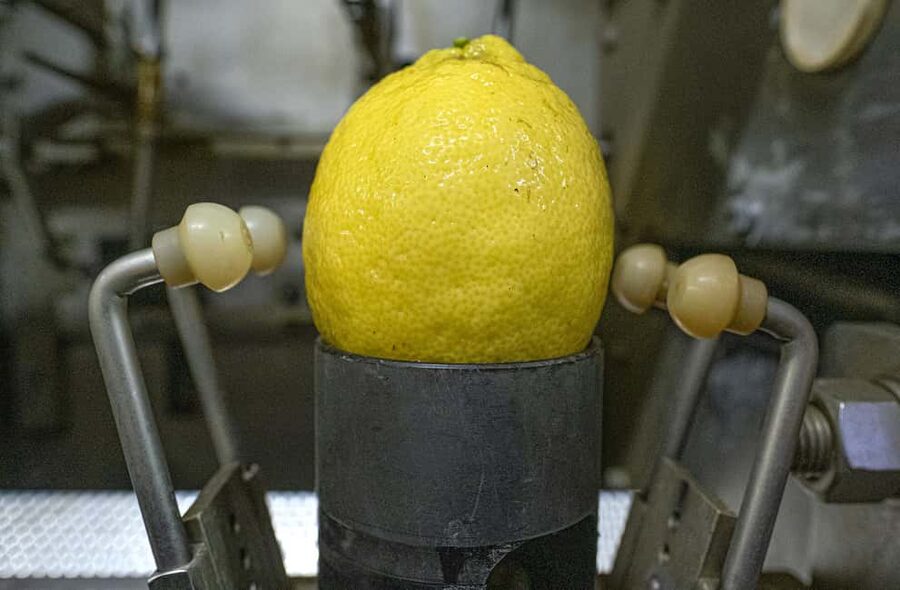 Nonno Mario Lemon Tour - Price and value: $77 for a 2-hour citrus circuit