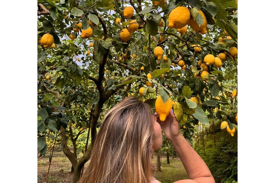 Nonno Mario Lemon Tour - Osvaldo’s cultivation talk: how lemon growing actually works