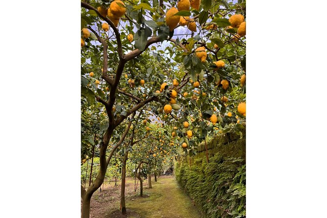 Nonno Mario Sorrento Lemon tour - Pickup and the Via degli Aranci Meeting Point