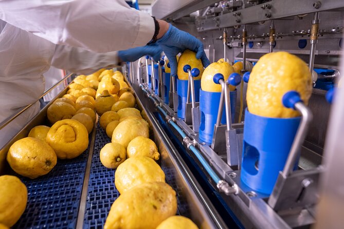 Nonno Mario Sorrento Lemon tour - Walking the Lemon Path: How the Galano Family Grows Lemons