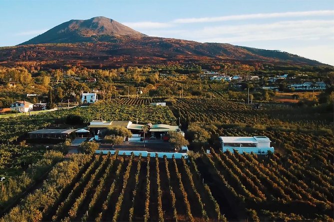 Organic Wine Tasting & Lunch on Vesuvius with Transfer from Sorrento Peninsula - Key takeaways before you go