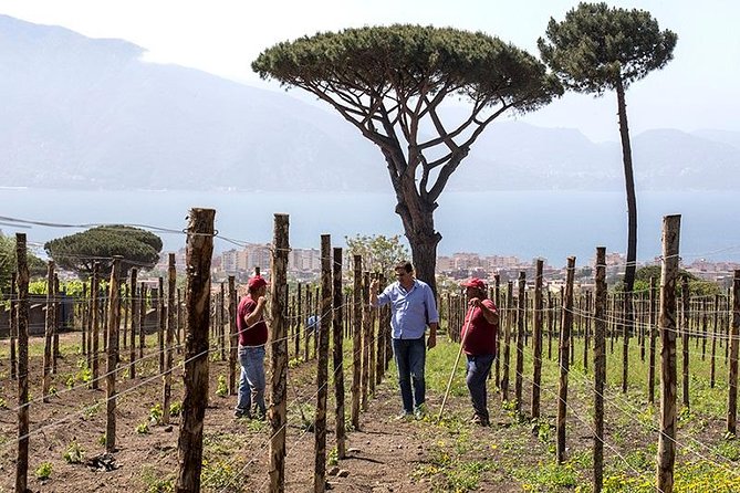 Organic Wine Tasting & Lunch on Vesuvius with Transfer from Sorrento Peninsula - Price and Value: What You’re Paying For (and What Might Feel Too High)