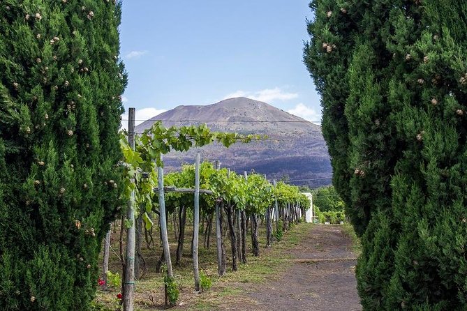 Organic Wine Tasting & Lunch on Vesuvius with Transfer from Sorrento Peninsula - Cantina del Vesuvio on the Slopes: What the Vineyard Start Really Adds
