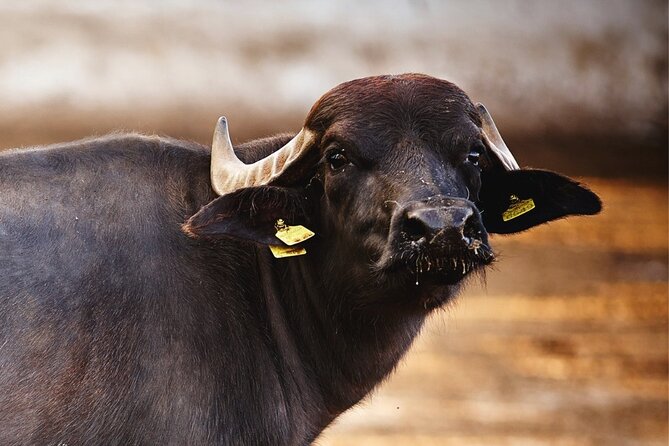 Paestum and Buffalo Farm Day Tour from Sorrento - Lunch Costs Extra, but the Menu Theme Fits the Day