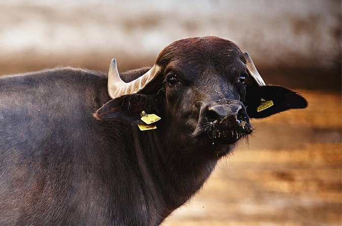Paestum and Buffalo Farm Day Tour from Sorrento - Timing and Pace: A Full Day That Works If You Like Structure