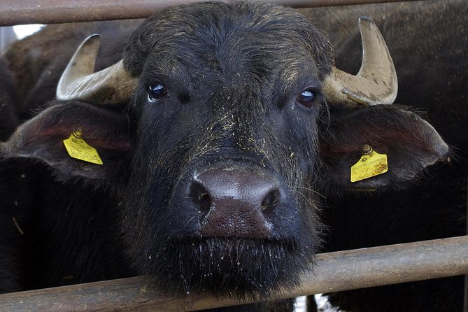 Paestum, Buffalo Mozzarella tasting and light lunch private tour - Key Things to Know Before You Go