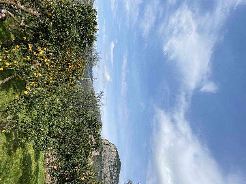 Piano di Sorrento: Cooking Class with Food Tasting and Wine - What to expect from the hosts: family-style hospitality