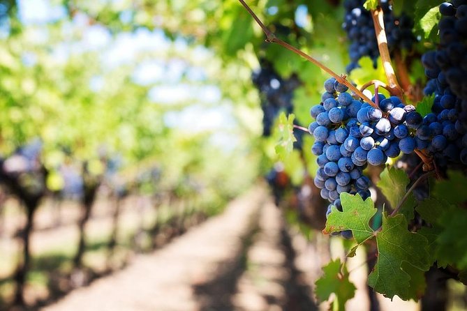 Pompeii Private Half Day with Hotel Pickup & Lunch at Winefarm - Pompeii From Sorrento: The Pickup That Makes It Feel Easy