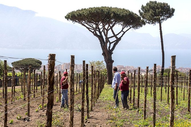 Pompeii Ruins & Wine Tasting with Lunch on Vesuvius with Private Transfer - Optional Herculaneum and Vesuvius National Park (when you add the extra)