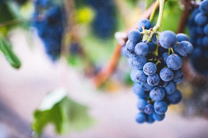 Pompeii, Vesuvius & Wine Tasting - Vesuvius National Park: what that 1.5-hour stop can do for you